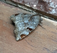 Androlymnia emarginata