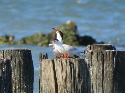 Charrán de Forster (Sterna forsteri)