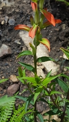 Castilleja nelsonii