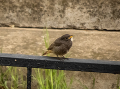 Phoenicurus ochruros