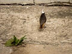 Phoenicurus ochruros