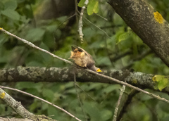 Phoenicurus ochruros