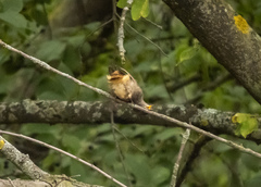 Phoenicurus ochruros