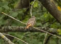 Phoenicurus ochruros