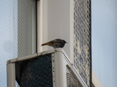 Phoenicurus ochruros