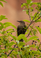 Sturnus vulgaris