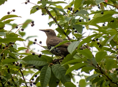 Sturnus vulgaris