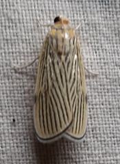 Tyspanodes linealis