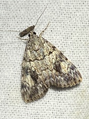 Catocala lineella
