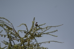 Ashy Starling photo 5
