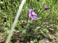 Lycianthes moziniana