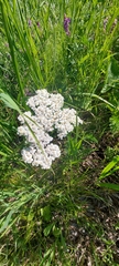 Achillea asiatica