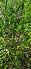 Achillea asiatica