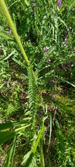 Achillea asiatica