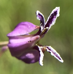 Streptanthus glandulosus glandulosus