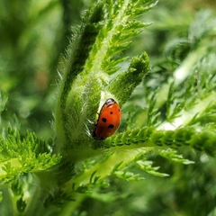 Hippodamia variegata