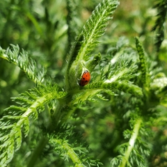 Hippodamia variegata