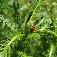 Hippodamia variegata