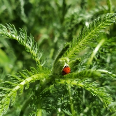 Hippodamia variegata