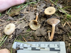 Lactarius occidentalis