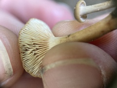 Lactarius occidentalis