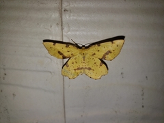 Xanthotype urticaria