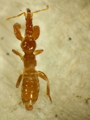 Enicocephalidae