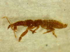 Enicocephalidae