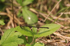 Argia tibialis