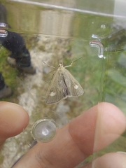 Udea alpinalis