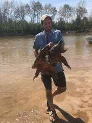 Macrochelys temminckii