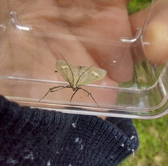 Udea alpinalis