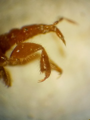 Enicocephalidae