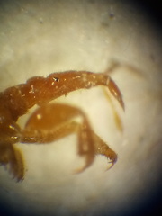 Enicocephalidae