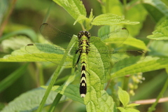 Erythemis simplicicollis