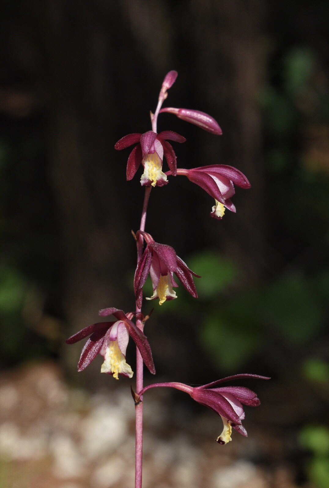 Bletia warnockii (Ames & Correll) Sosa & M.W.Chase 3