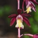 Texas Crested Coralroot - Photo (c) Aidan Campos, some rights reserved (CC BY-NC), uploaded by Aidan Campos