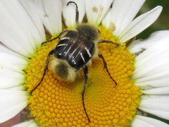 Trichiotinus assimilis