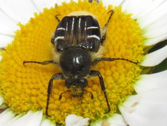 Trichiotinus assimilis