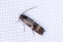 Calliprora