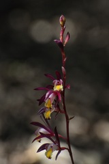Bletia warnockii