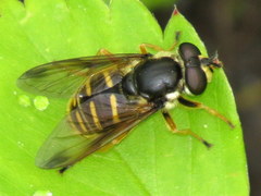 Sericomyia chrysotoxoides image
