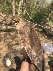 Apalone spinifera aspera