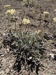 Eriogonum compositum compositum