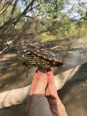 Graptemys flavimaculata