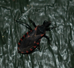 Triatoma sanguisuga