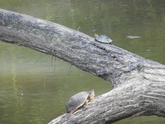 Sternotherus peltifer