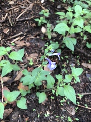 Scutellaria dumetorum