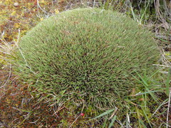 Oreobolus pectinatus