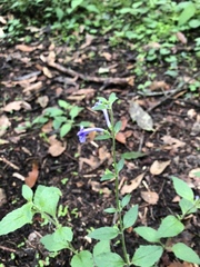 Scutellaria dumetorum